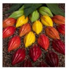 Bonbon csokoládéforma MA1079 polikarbonát