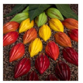 Bonbon csokoládéforma MA1079 polikarbonát